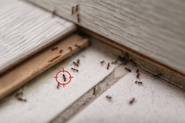 Pest Control for Restaurants in Shrewsbury, MO