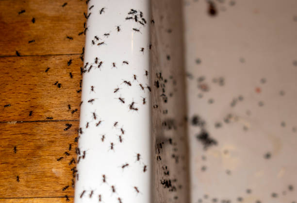 Best Local Pest Control Services  in Shrewsbury, MO